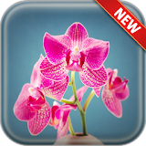 Orchid Wallpapers icon