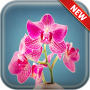 Orchid Wallpapers