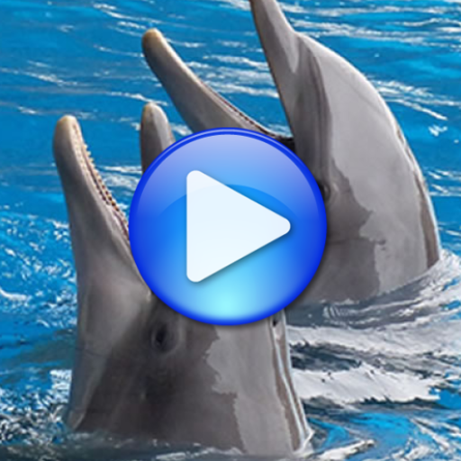 Dolphins songs to sleep logo