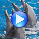 Download Dolphins songs to sleep Install Latest APK downloader