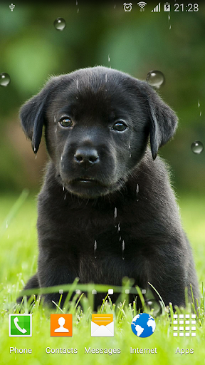 Cute Puppies Live Wallpaper Screen 3