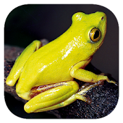 Top 33 Books & Reference Apps Like Frogs of Southern Africa - Best Alternatives