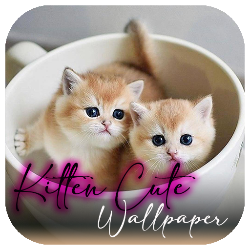 Kitten Cat Cute Wallpaper Download on Windows