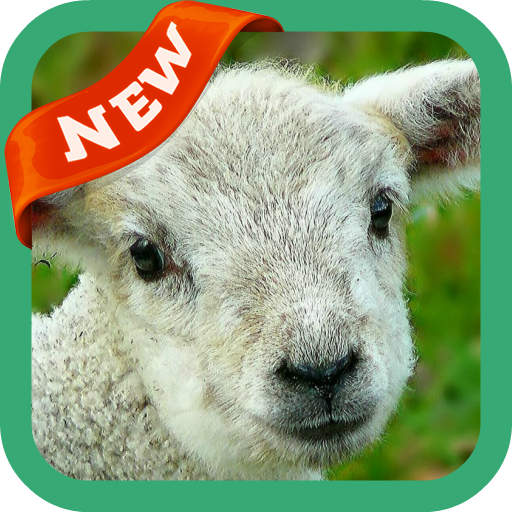 Lamb Wallpaper Laai af op Windows