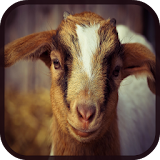 Barnyard Animal Games for Kids icon