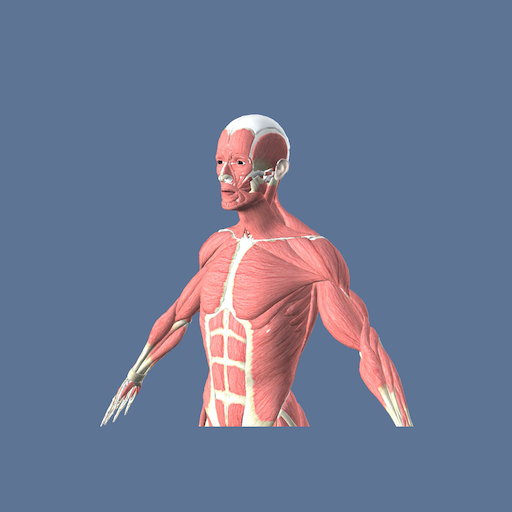3D Muscles Anatomy - anatomy 3d free app