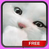 White Kitten Live Wallpaper Background Cat Theme icon