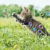 【人気ダウンロード！】 壁紙 高 画質 かわいい ねこ 177335