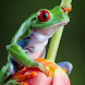 Frog Wallpapers - Androidアプリ
