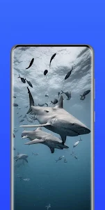 Shark HD Wallpaper