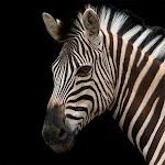 Cover Image of Download Zebra Wallpapers  APK
