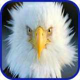 Eagle Wallpaper HD icon