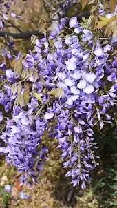 Japanese Wisteria Wallpaper