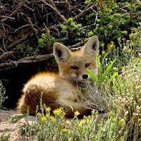 ✓ [Updated] Fox Sounds - Ringtone,Alarm & Notification Sounds for PC / Mac  / Windows 11,10,8,7 / Android (Mod) Download (2023)