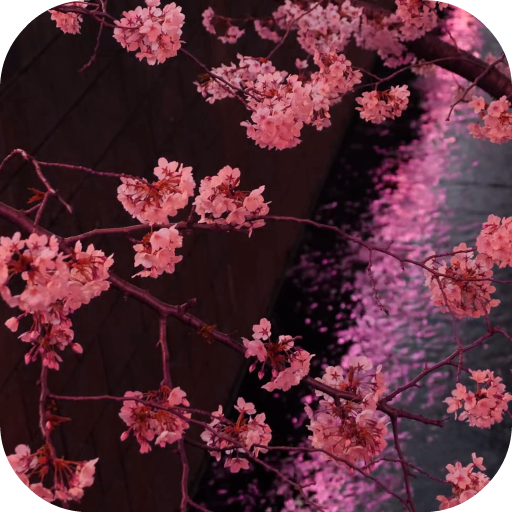 Japanese Sakura Garden Video W 8.0 Icon