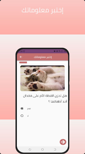 قطتي  العناية بالقطط الصغيرة