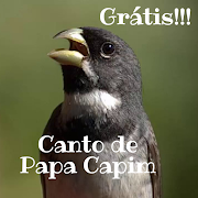 Canto De Papa Capim