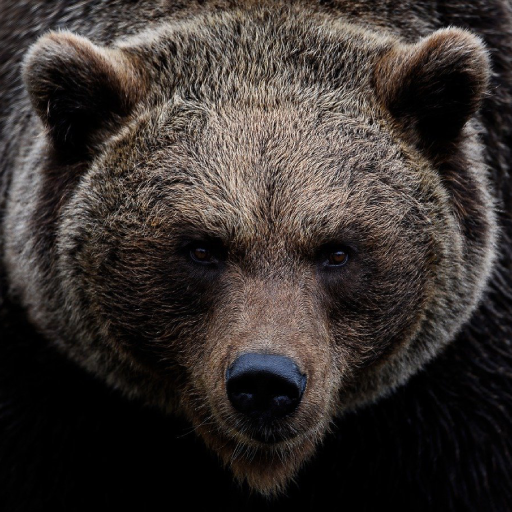 Bear Sounds logo