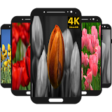 Tulip Flower Wallpaper icon