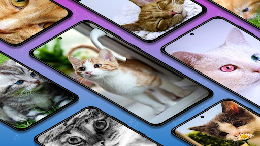 Android application Kittens and cats wallpapers screenshort