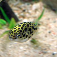 Cultivation of Fish Puffer