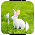 Cover Image of ดาวน์โหลด Rabbit Wallpaper HD  APK