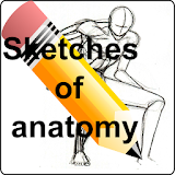 Sketches of anatomy icon