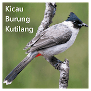 Top 37 Music & Audio Apps Like Kicau Burung Kutilang Offline - Best Alternatives