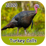 Cover Image of Download Turkey Calls 2020  APK