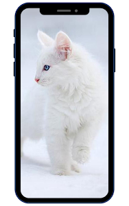 White Cats Wallpapers Unknown