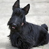 Scottish Terriers Jigsaw Puzzl icon