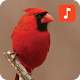 Cardinal bird sound ringtones Download on Windows