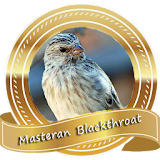 Masteran Burung Blackthroat Pikat icon