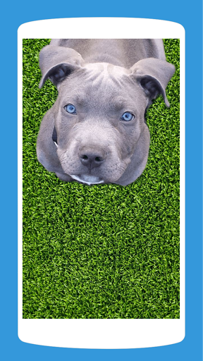 Pit Bull Wallpaper HD 4K 2021