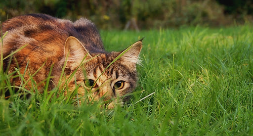 Cat animal info Screen 2