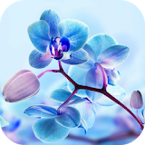 Orchid Live Wallpaper icon