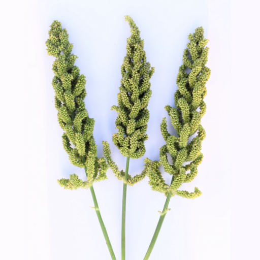 Phule Barnyard Millet logo