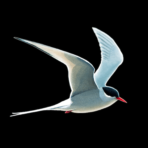 Descargar Collins Bird Guide para PC Windows 7, 8, 10, 11
