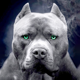 pitbull dog wallpaper icon