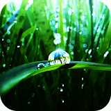 Morning dew on the grass LWP icon