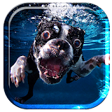 Underwater Dogs Live Wallpaper icon