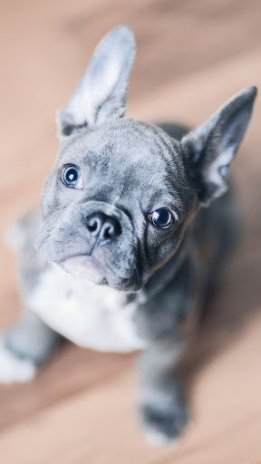 Android application French Bulldog Wallpaper screenshort