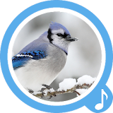 Bird Sounds - Free Ringtones icon