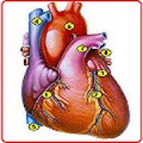 Anatomi Organ Dalam Lengkap icon