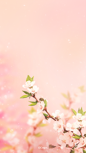 Android application 카카오톡 테마 - 핑크 벚꽃 screenshort