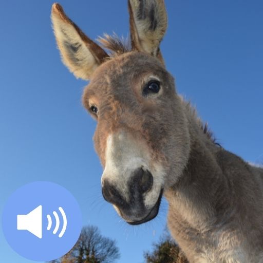 Donkey Sounds and Wallpapers Télécharger sur Windows