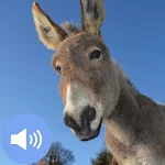Cover Image of Herunterladen Donkey Sounds and Wallpapers 1.0.0 APK