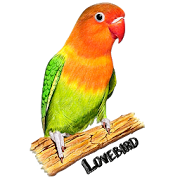 Tips Burung Lovebird Lengkap
