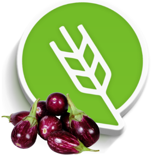 वांगी लागवड #Agrownet™ logo