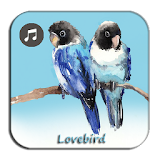 Lovebird Prestasi Lomba icon